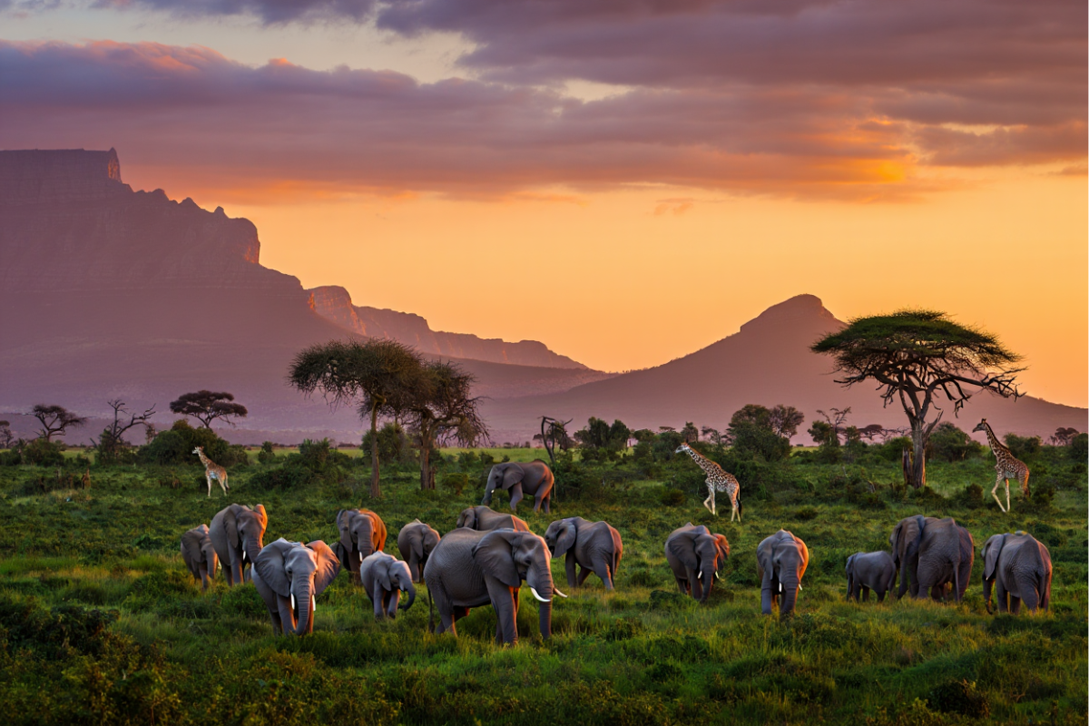 Best Time to Travel to South Africa - Seasonal Guide